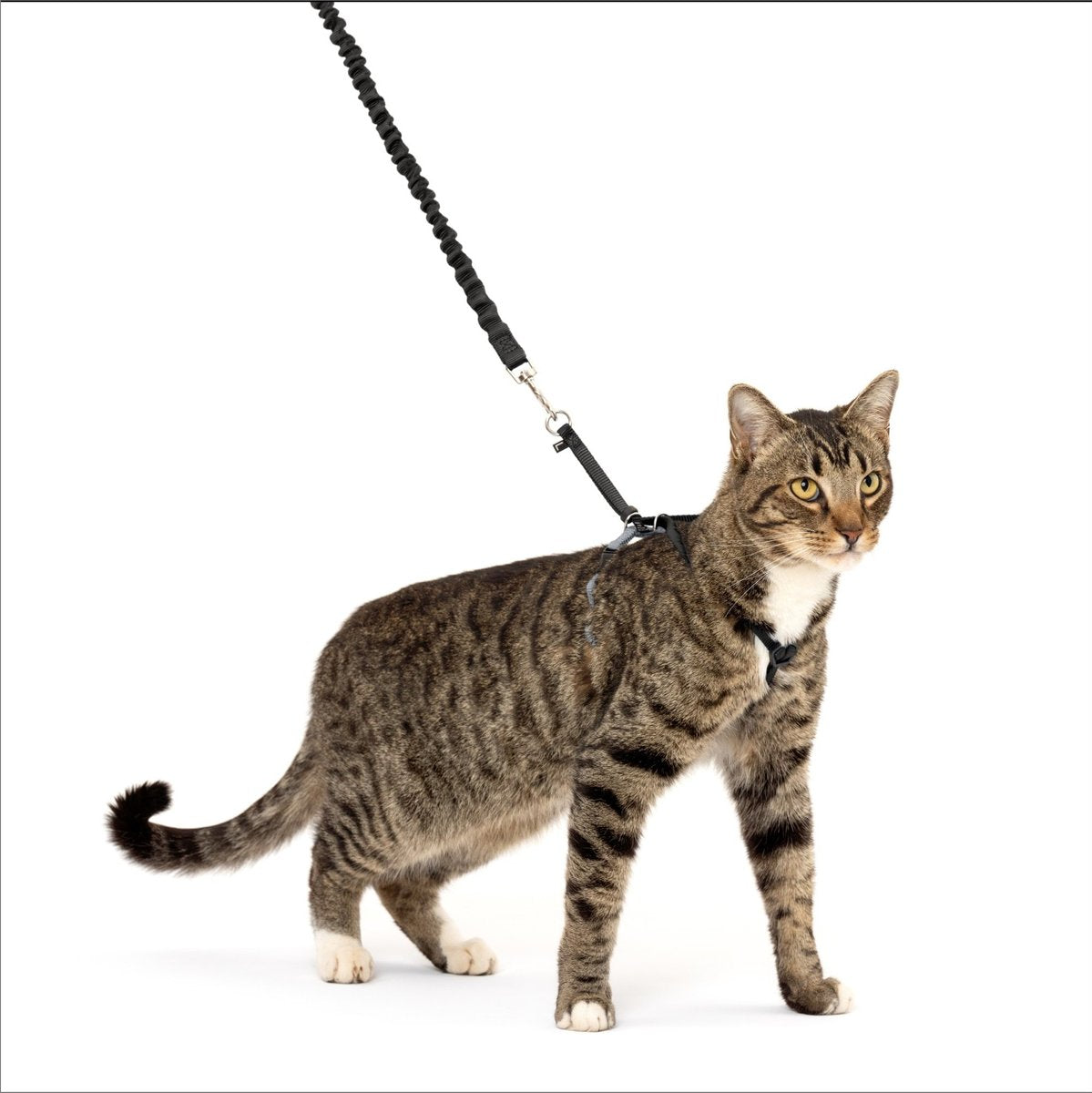 PetSafe Come With Me Kitty Harness and Bungee Cat Leash, Black