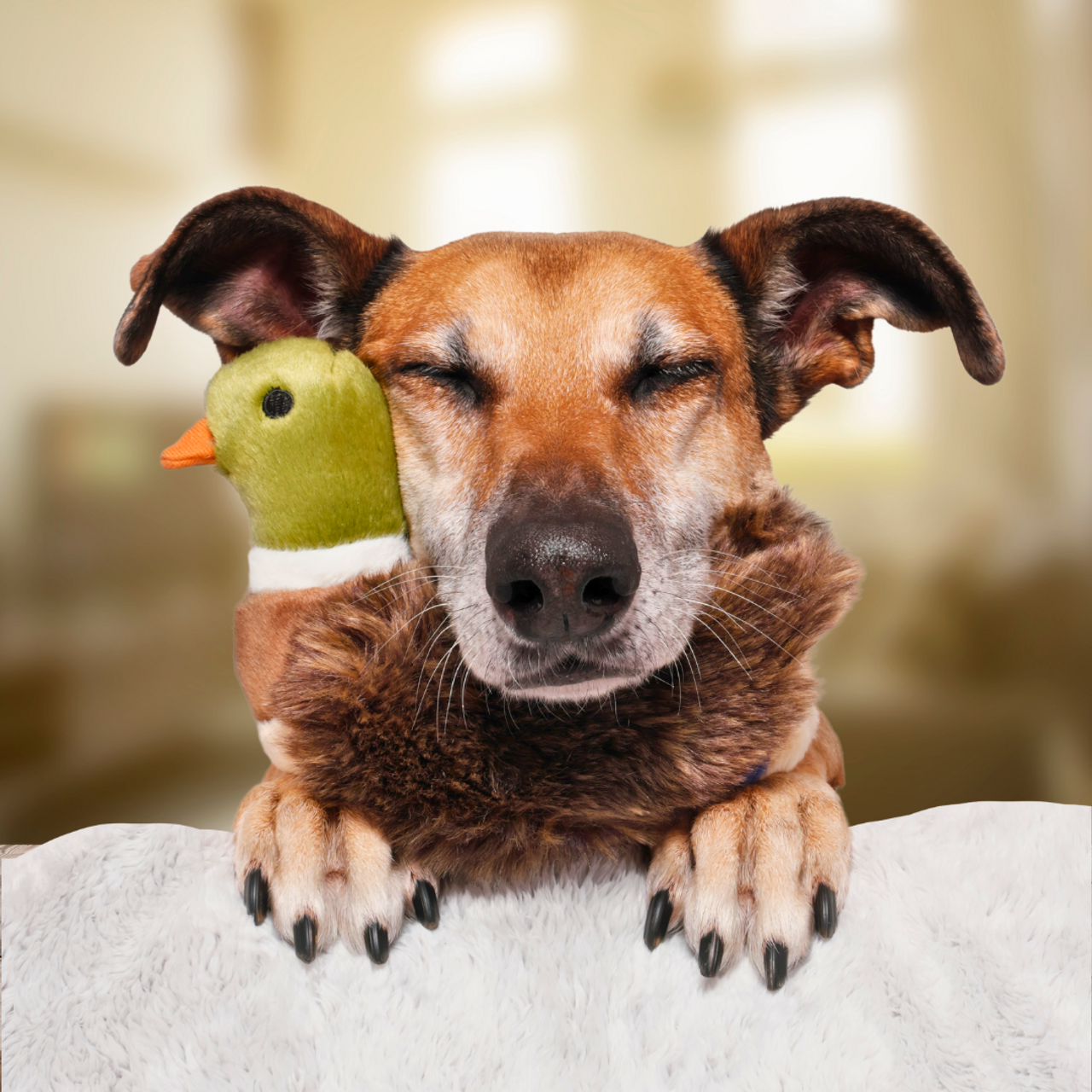 Fluff & Tuff "Morley" - Mallard Plush Dog Toy