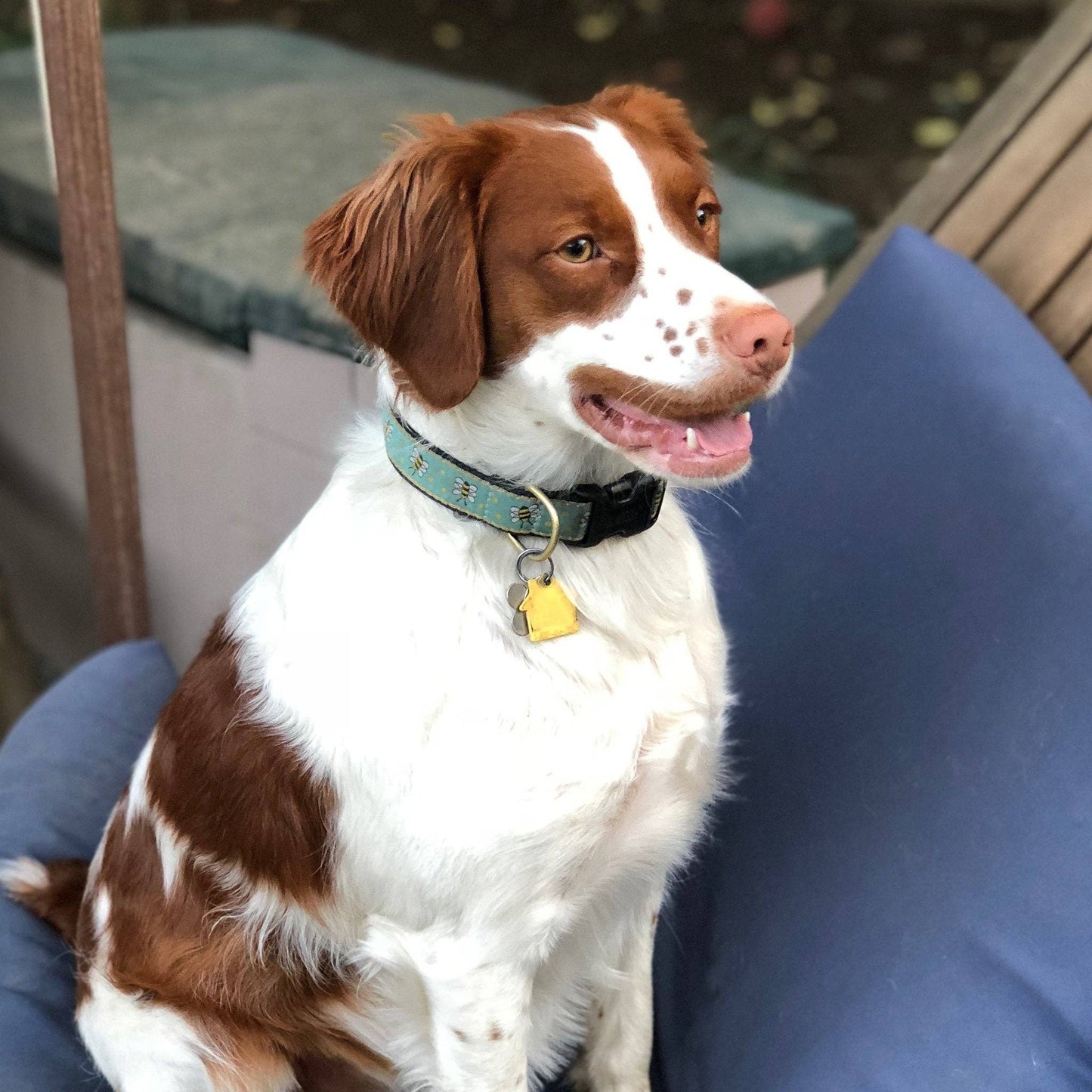 Up Country Bee Dog Collar