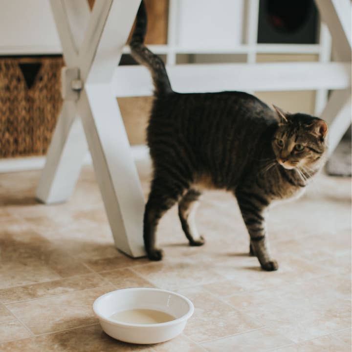 Crude Carnivore Chicken Bone Broth for Dogs and Cats