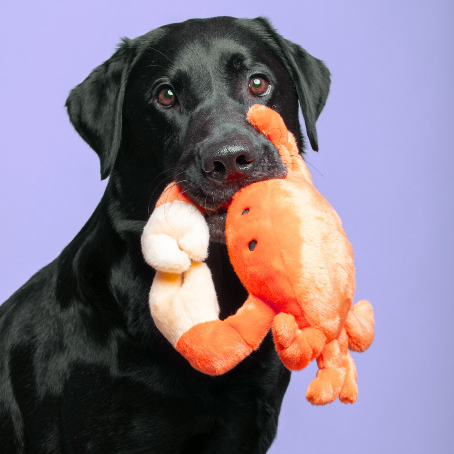 Fluff & Tuff "Phyllis" - Crab Plush Dog Toy