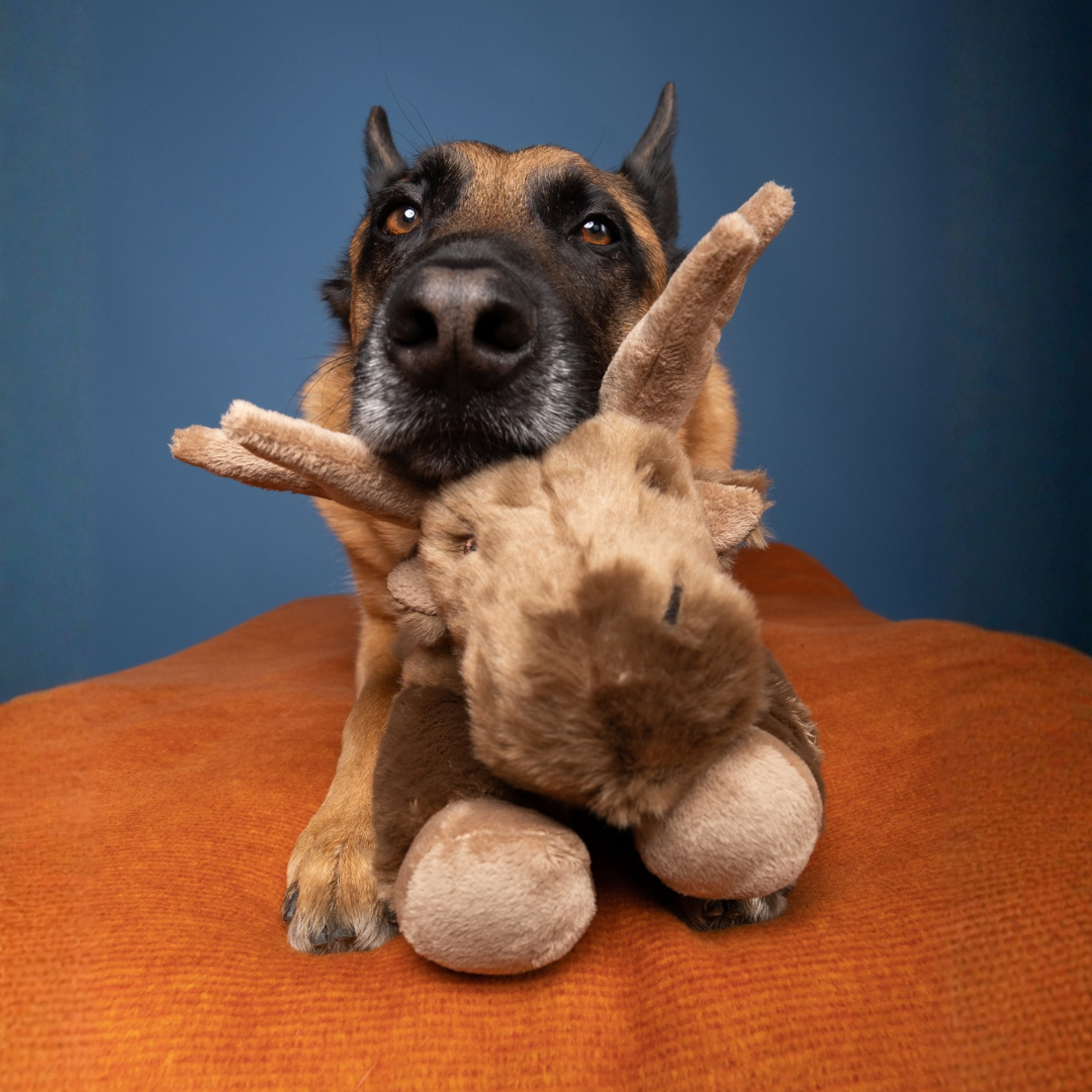 Fluff & Tuff "Trax" Moose Plush Dog Toy