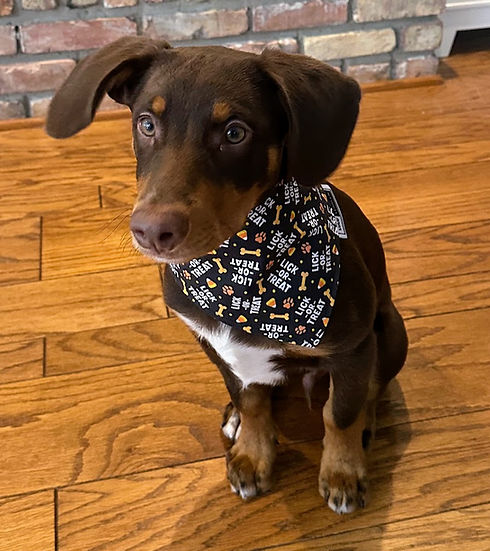 Lulu London Lick or Treat Custom Reversible Dog Bandana