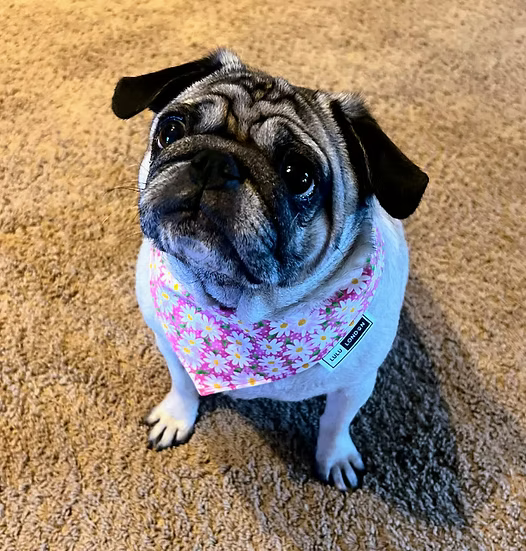 Lulu London Spring Daisies Reversible Dog Bandana