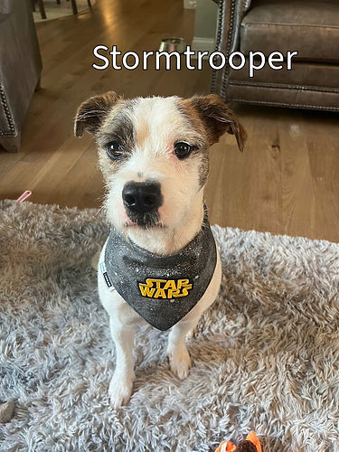 Lulu London Star Wars Characters Custom Reversible Dog Bandana