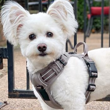 Doggie Design Venture Paw Dog Harness - Dried Sage