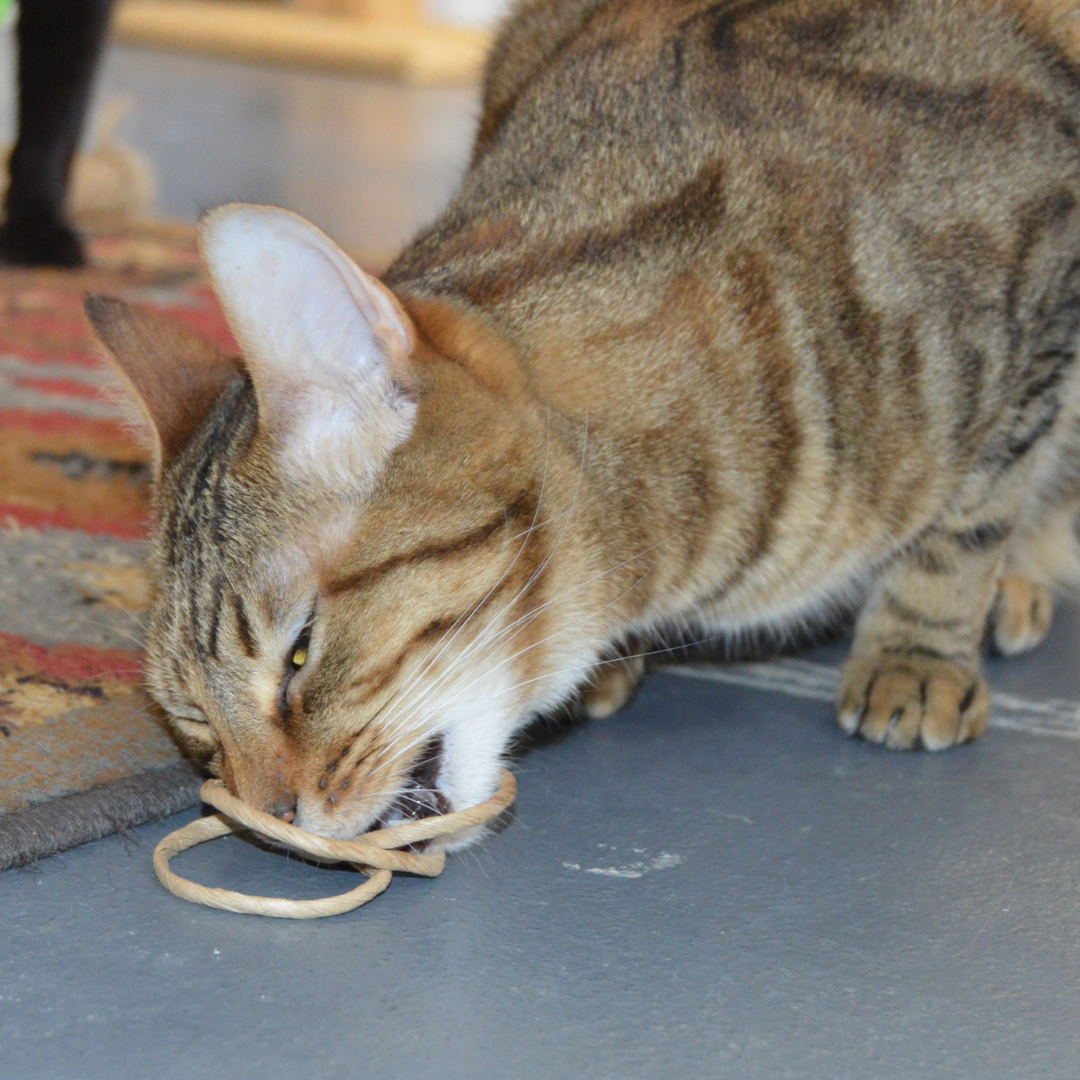 Oh-Rings - Three Ring Wand Attachment - Declaw Cat Friendly