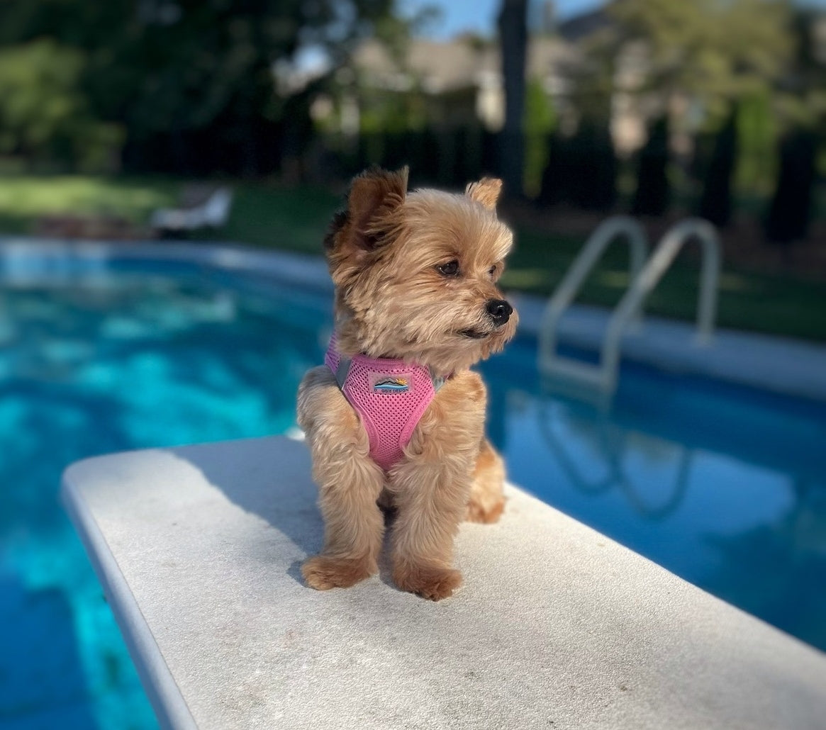 Doggie Design American River Solid Dog Harness, Candy Pink