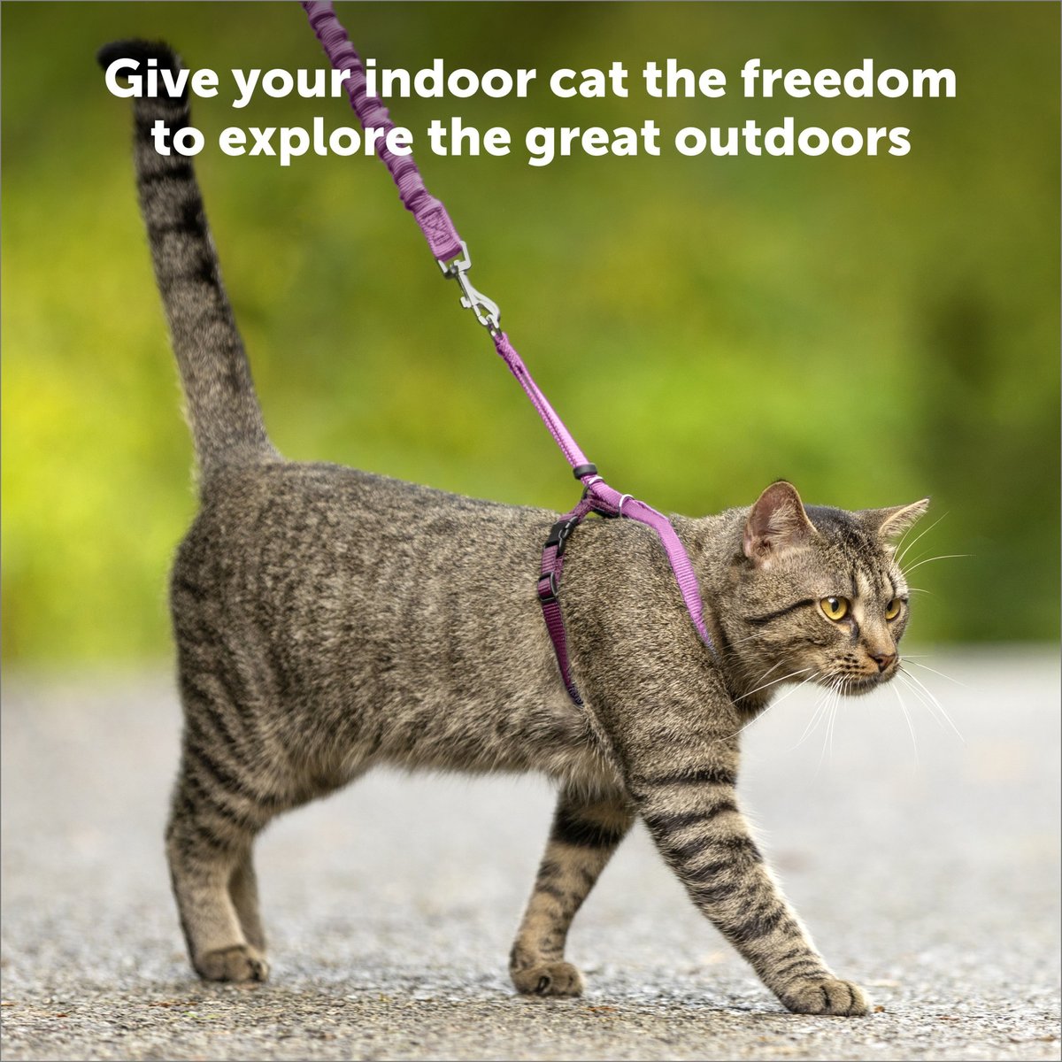 PetSafe Come With Me Kitty Harness and Bungee Cat Leash, Black