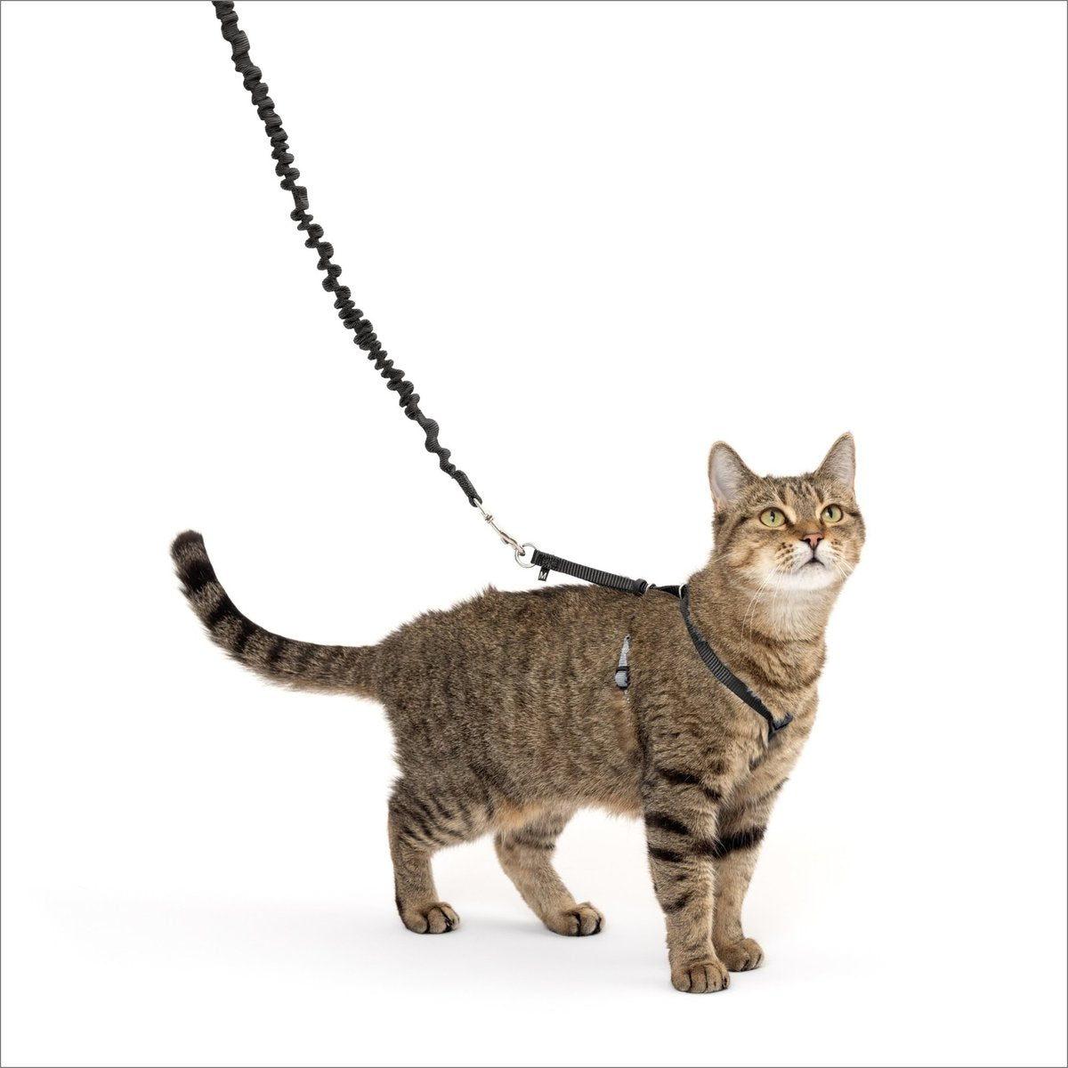 PetSafe Come With Me Kitty Harness and Bungee Cat Leash, Black