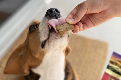 Zignature Crunchy Treats Lamb Formula Dog Treats, 12-oz bag