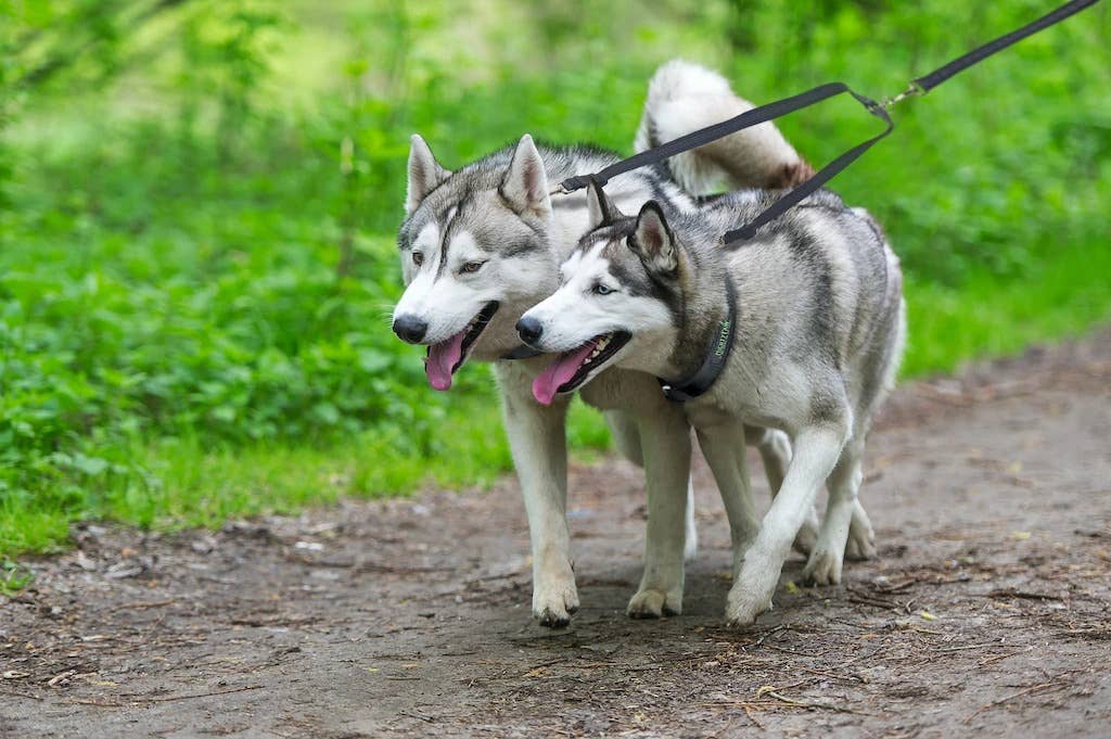 Mighty Paw Adjustable Length Double Dog Leash
