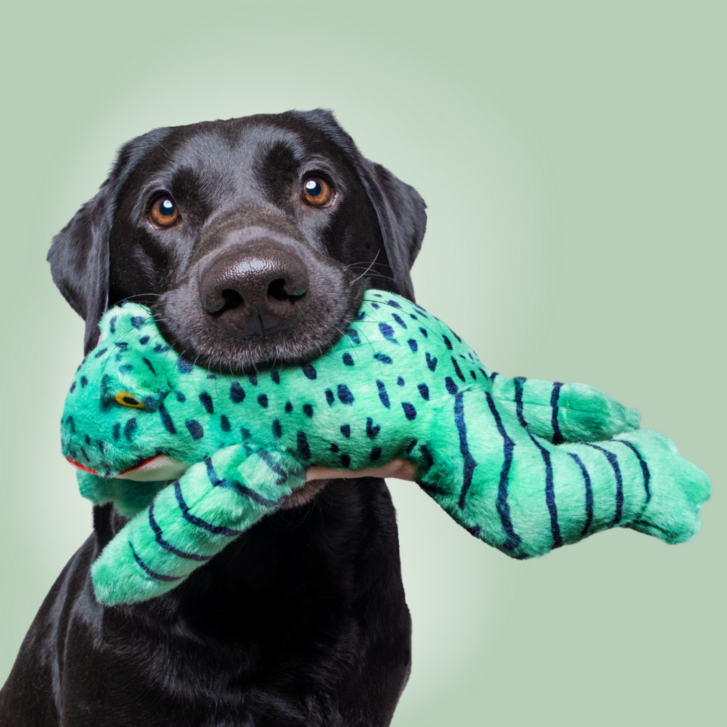 Fluff & Tuff "Oliver" - Frog Plush Dog Toy