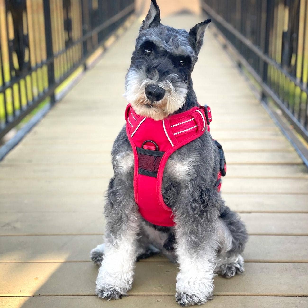 Doggie Design Venture Paw Dog Harness - Crimson