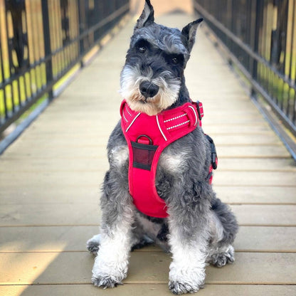 Doggie Design Venture Paw Dog Harness - Crimson