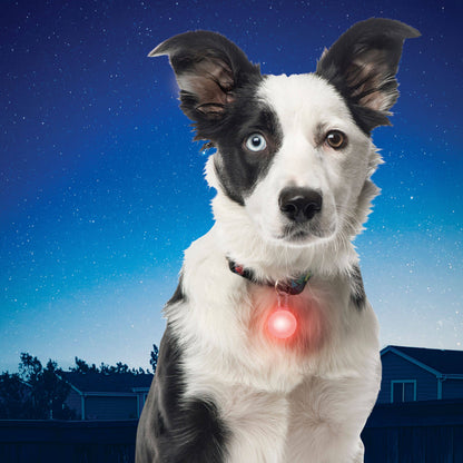 Nite Ize SpotLit LED Collar Safety Light - Orange