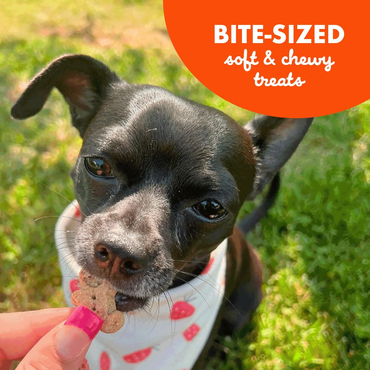 Buddy Biscuits Softies with Peanut Butter Soft & Chewy Dog Treats