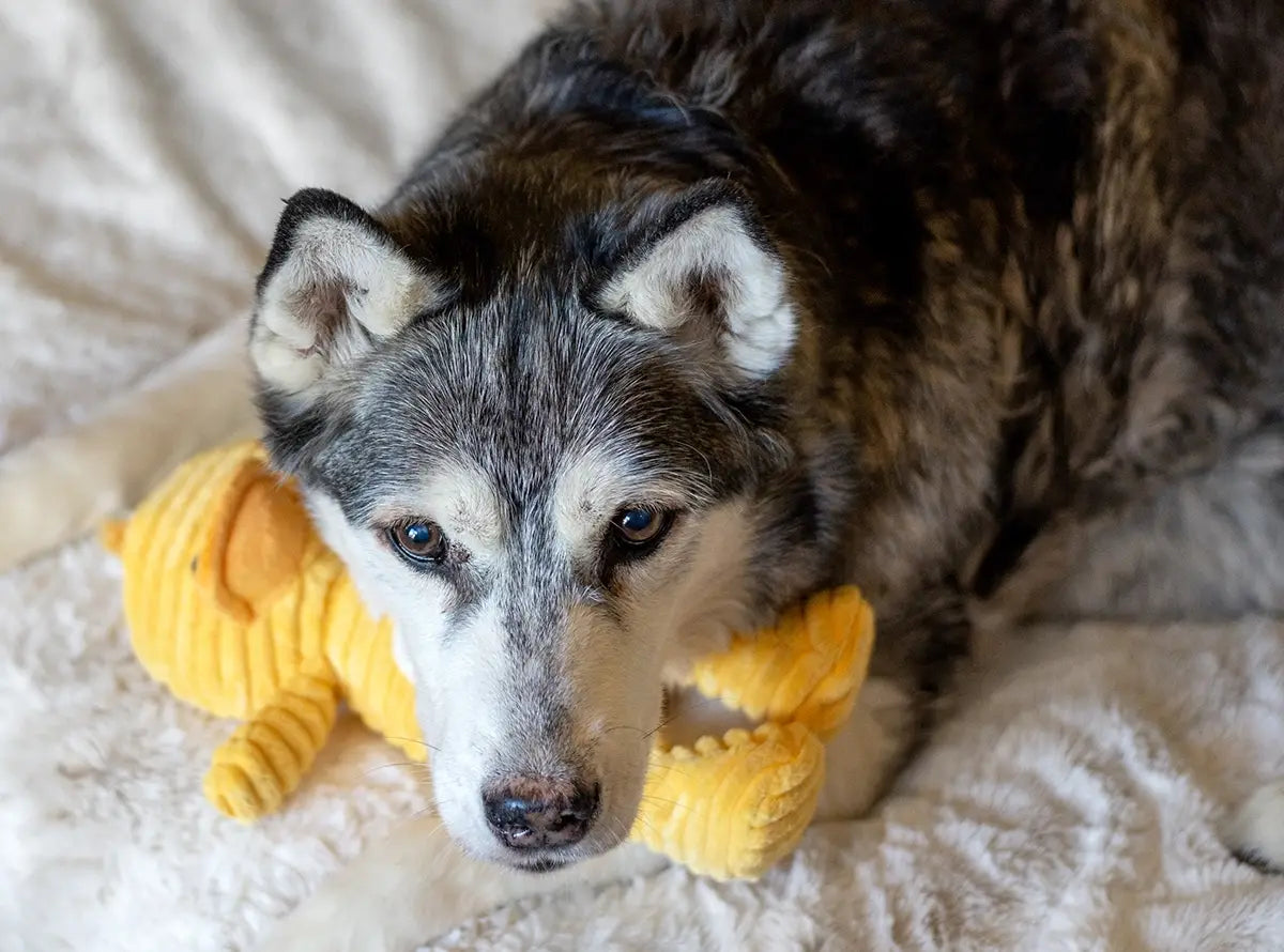 ThoozyPet Tuff & Cuddly Duck Plush Dog Toy