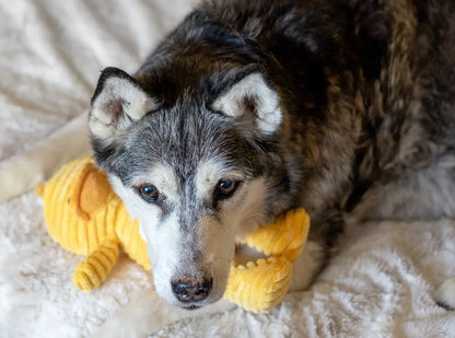 ThoozyPet Tuff & Cuddly Duck Plush Dog Toy