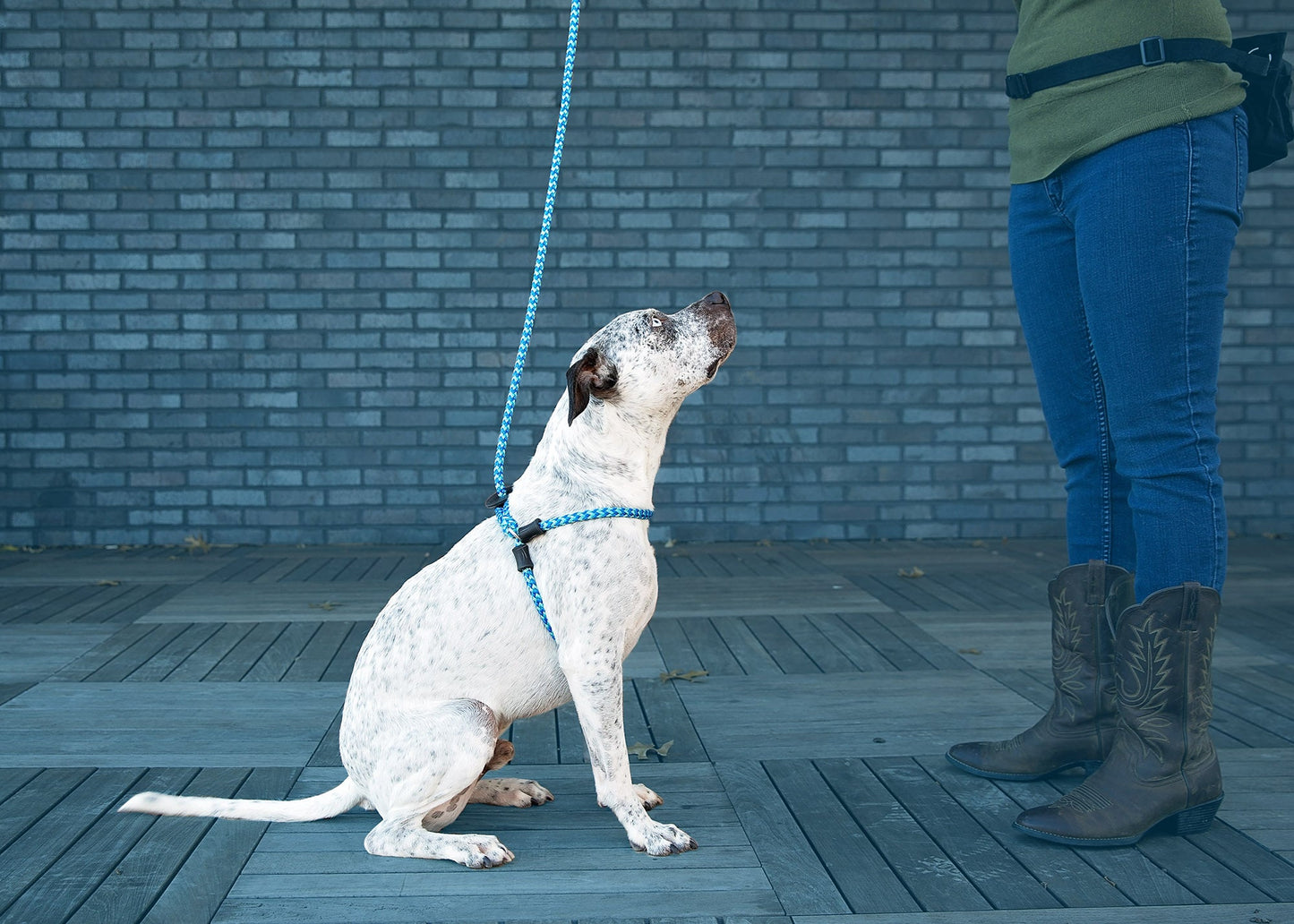 Harness Lead Dog Anti Pull Reflective Harness, Swell (Blue/Turquoise)