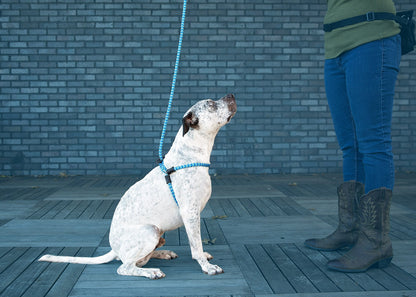 Harness Lead Dog Anti Pull Reflective Harness, Swell (Blue/Turquoise)