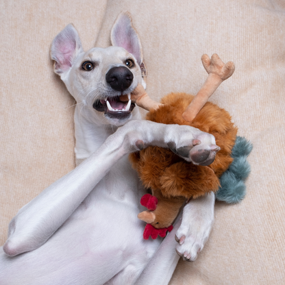 Fluff & Tuff "Chandler" - Chicken Plush Dog Toy