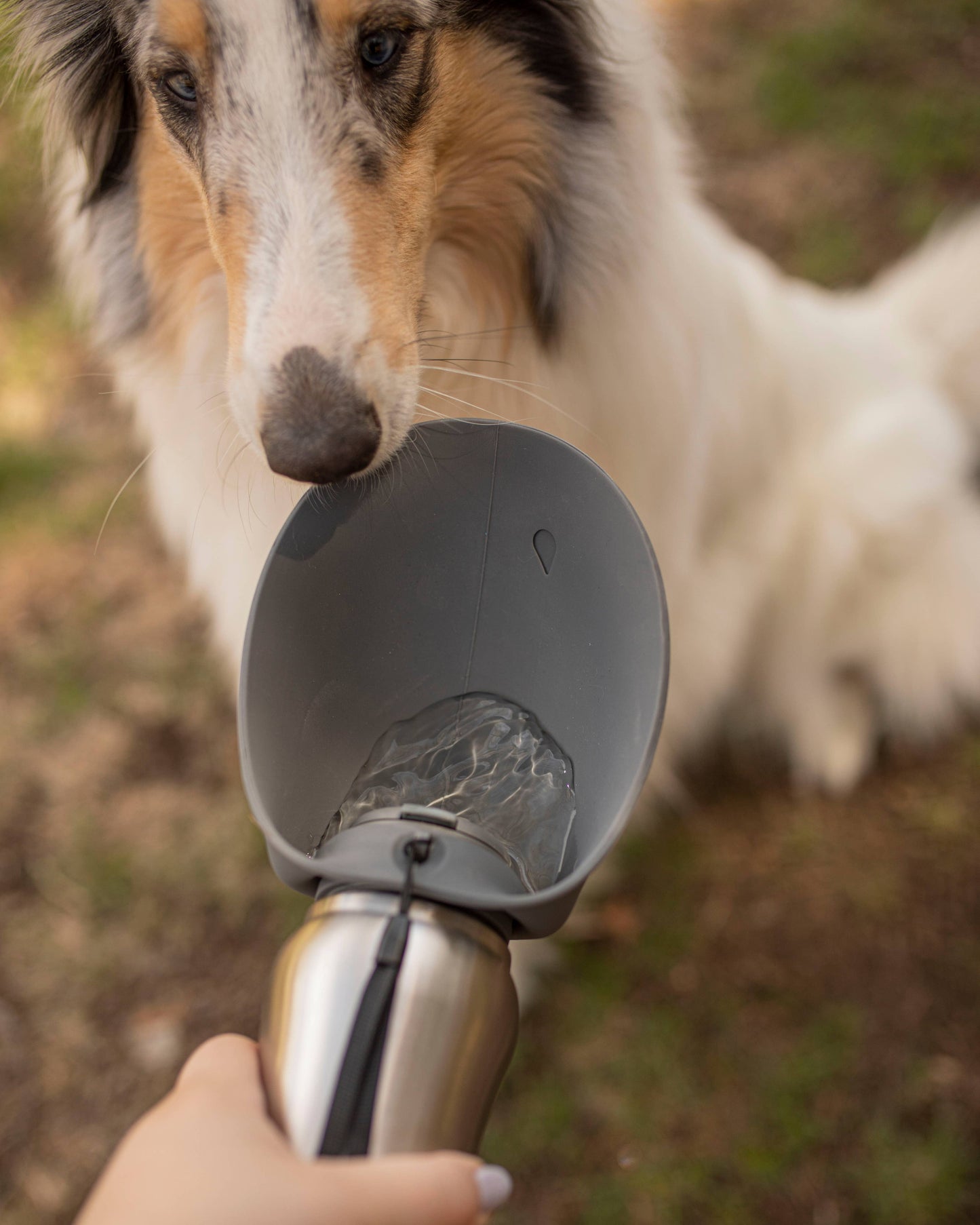 Messy Mutts Dog Stainless w/Silicone Travel Water Bottle