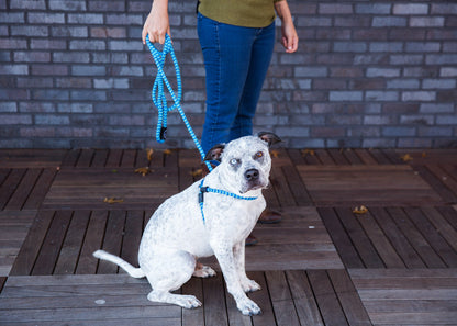 Harness Lead Dog Anti Pull Reflective Harness, Swell (Blue/Turquoise)