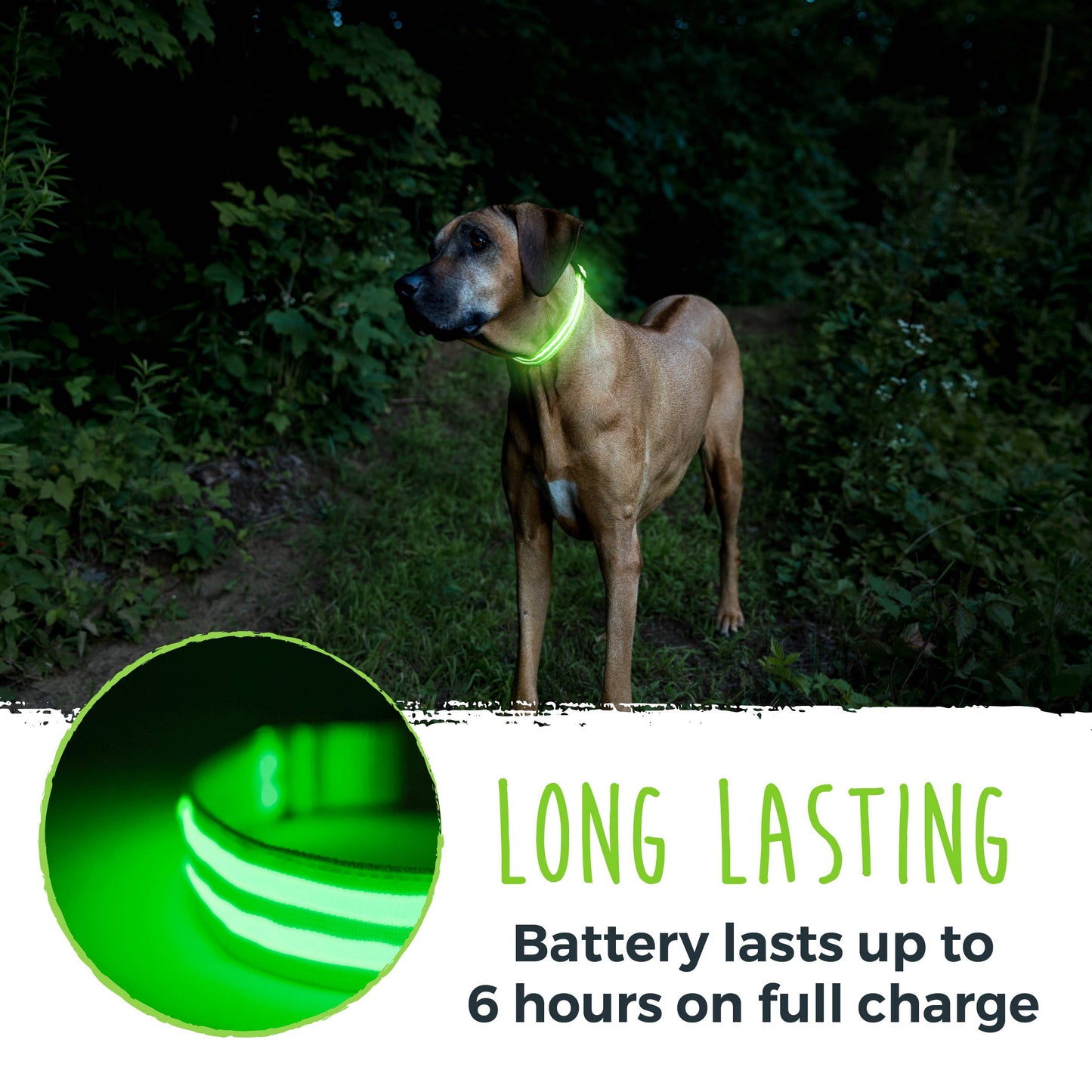 Mighty Paw LED Dog Collar