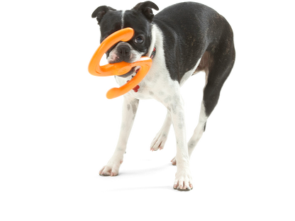 West Paw Bumi Dog Tug Toy for Gentle Chewers