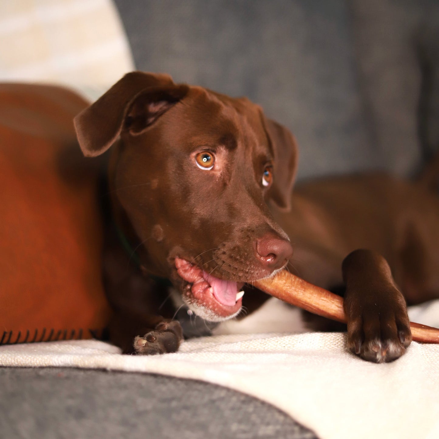 Diggin Your Dog Jumbo Bully Stick Dog Treat