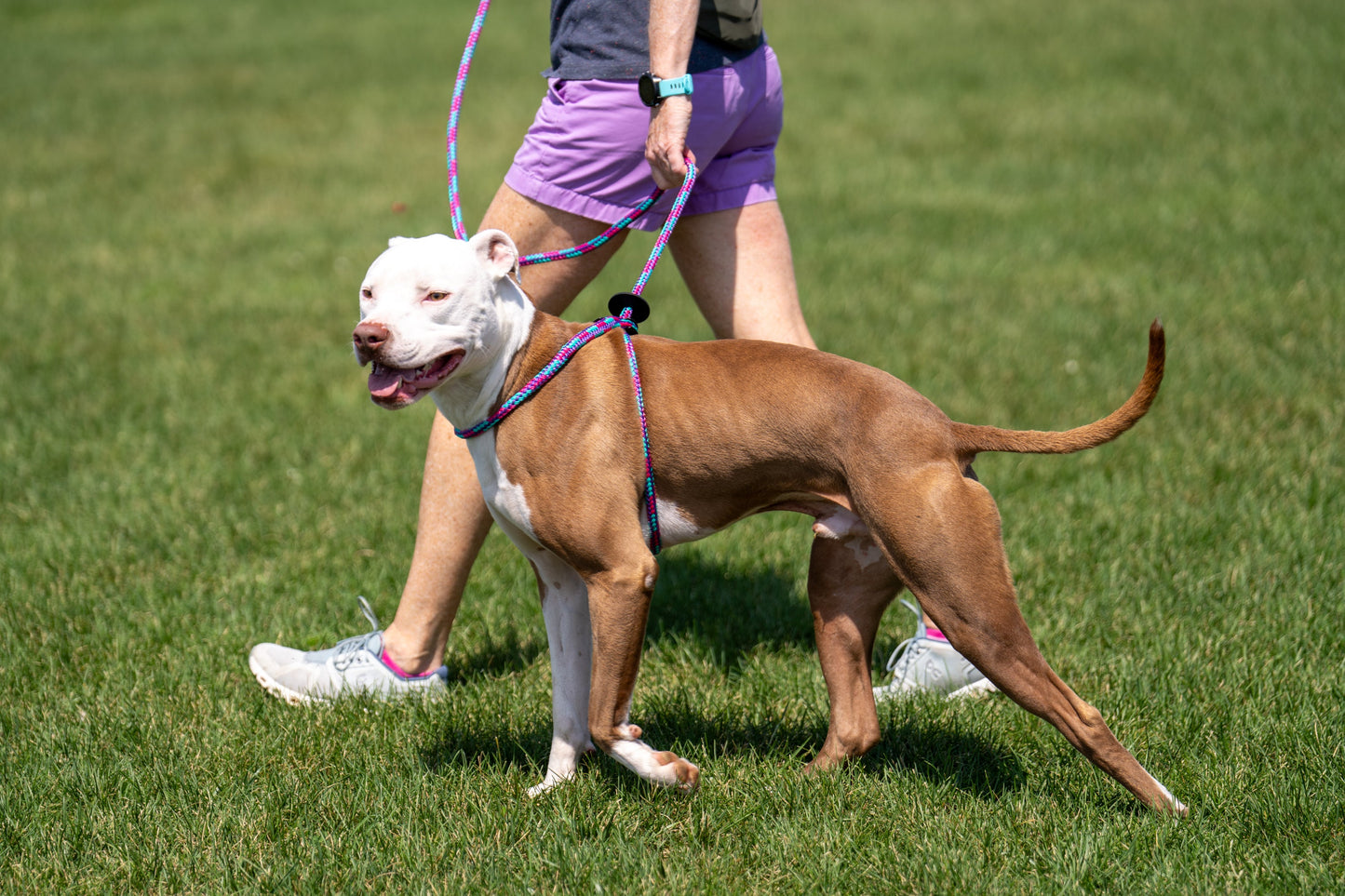 Harness Lead Dog Anti Pull Reflective Harness, Reef (Purple/Raspberry/Turquoise)