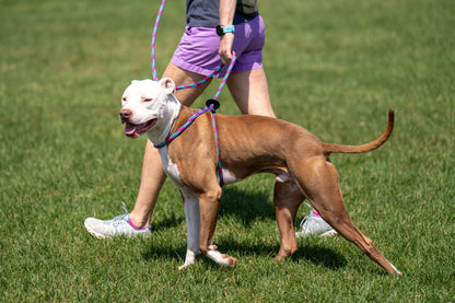 Harness Lead Dog Anti Pull Reflective Harness, Reef (Purple/Raspberry/Turquoise)