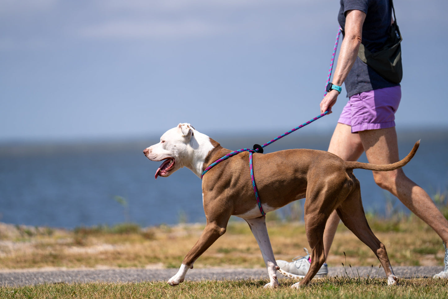 Harness Lead Dog Anti Pull Reflective Harness, Reef (Purple/Raspberry/Turquoise)