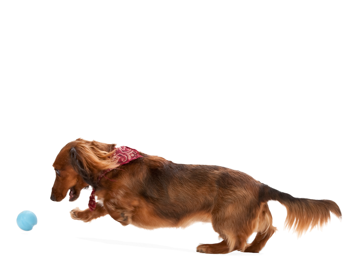 West Paw Jive Tough Ball Dog Toy