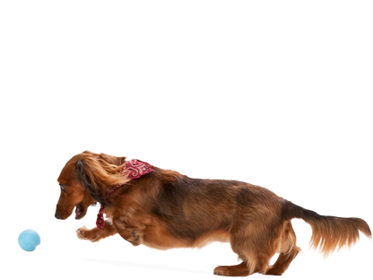 West Paw Jive Tough Ball Dog Toy