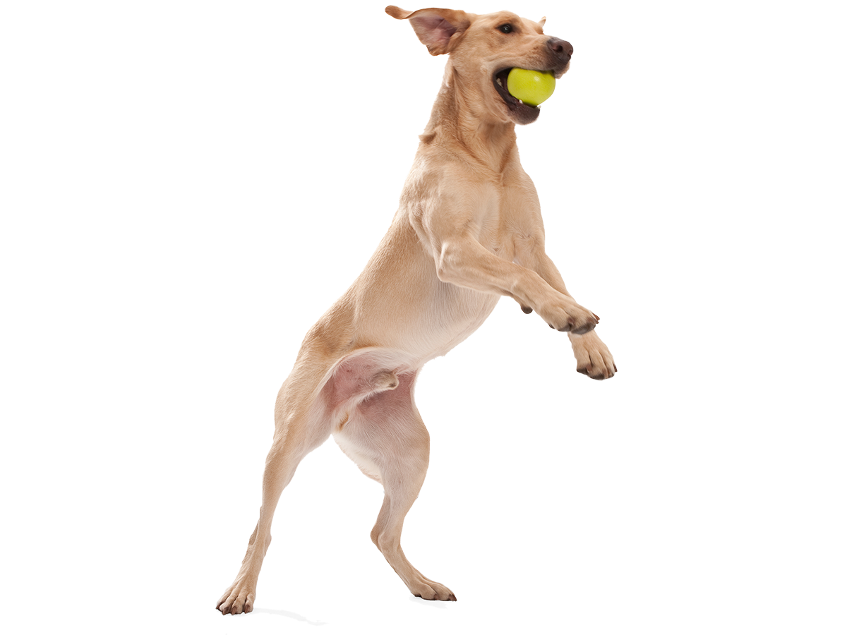 West Paw Jive Tough Ball Dog Toy