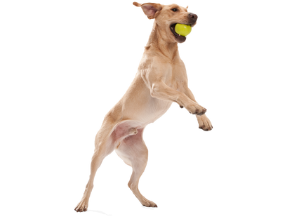 West Paw Jive Tough Ball Dog Toy
