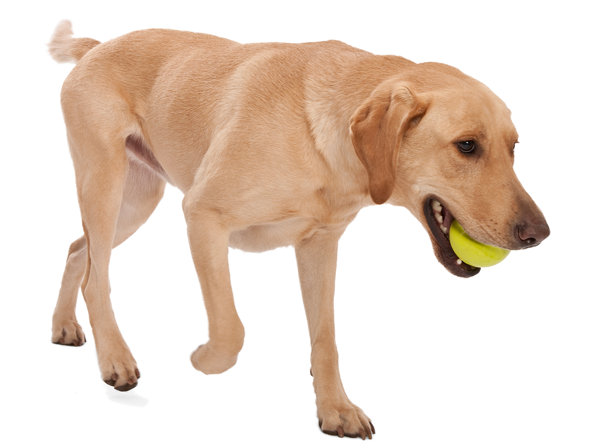 West Paw Jive Tough Ball Dog Toy