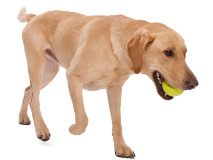 West Paw Jive Tough Ball Dog Toy