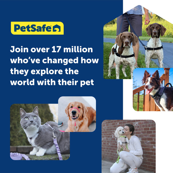 PetSafe Come With Me Kitty Harness and Bungee Cat Leash, Blue