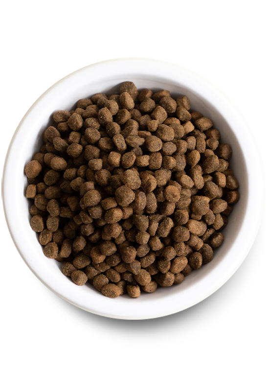 Open Farm Ancient Grains Wild-Caught Salmon Dry Dog Food