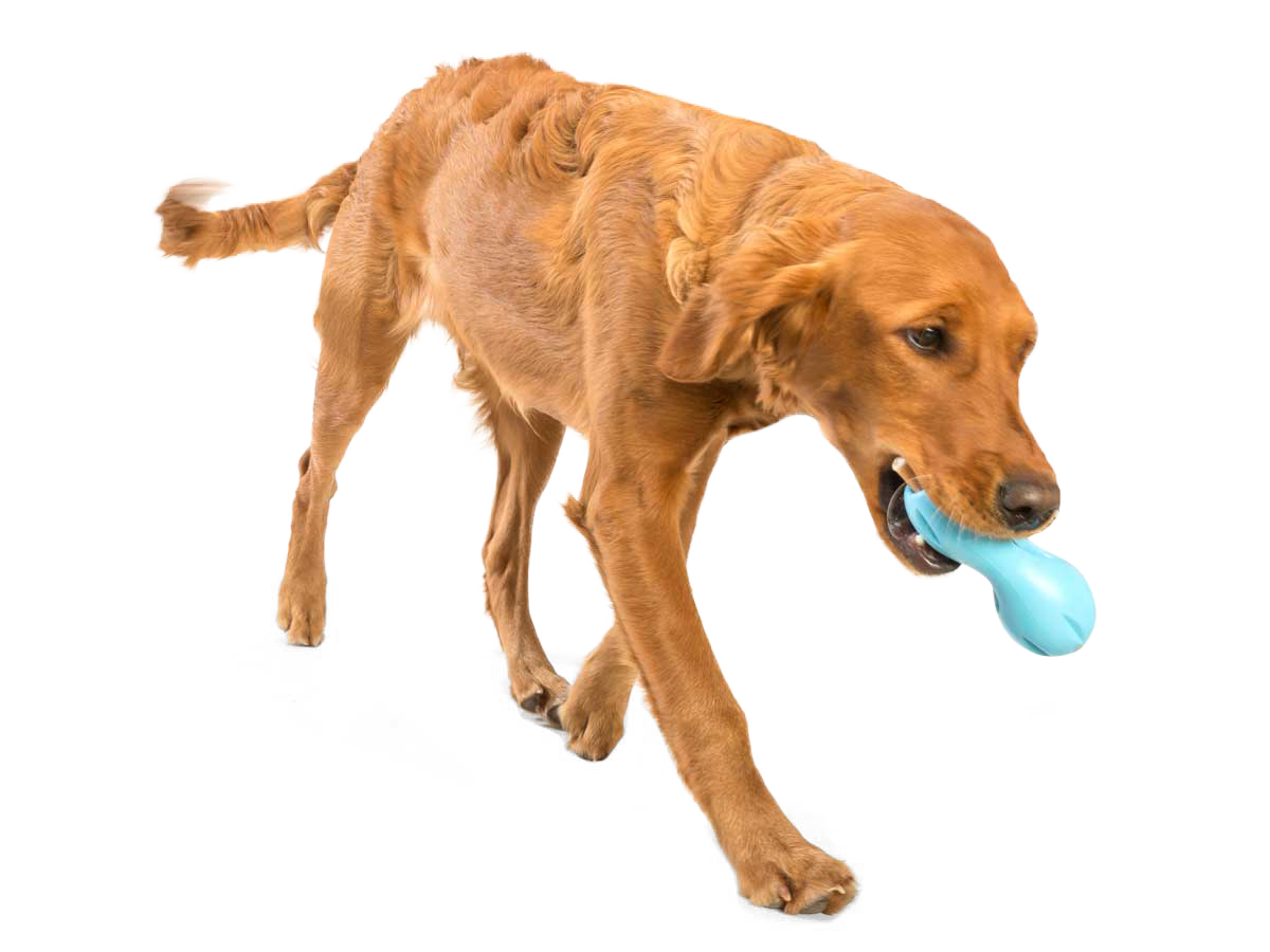 West Paw Qwizl Treat Dispensing Dog Chew Toy