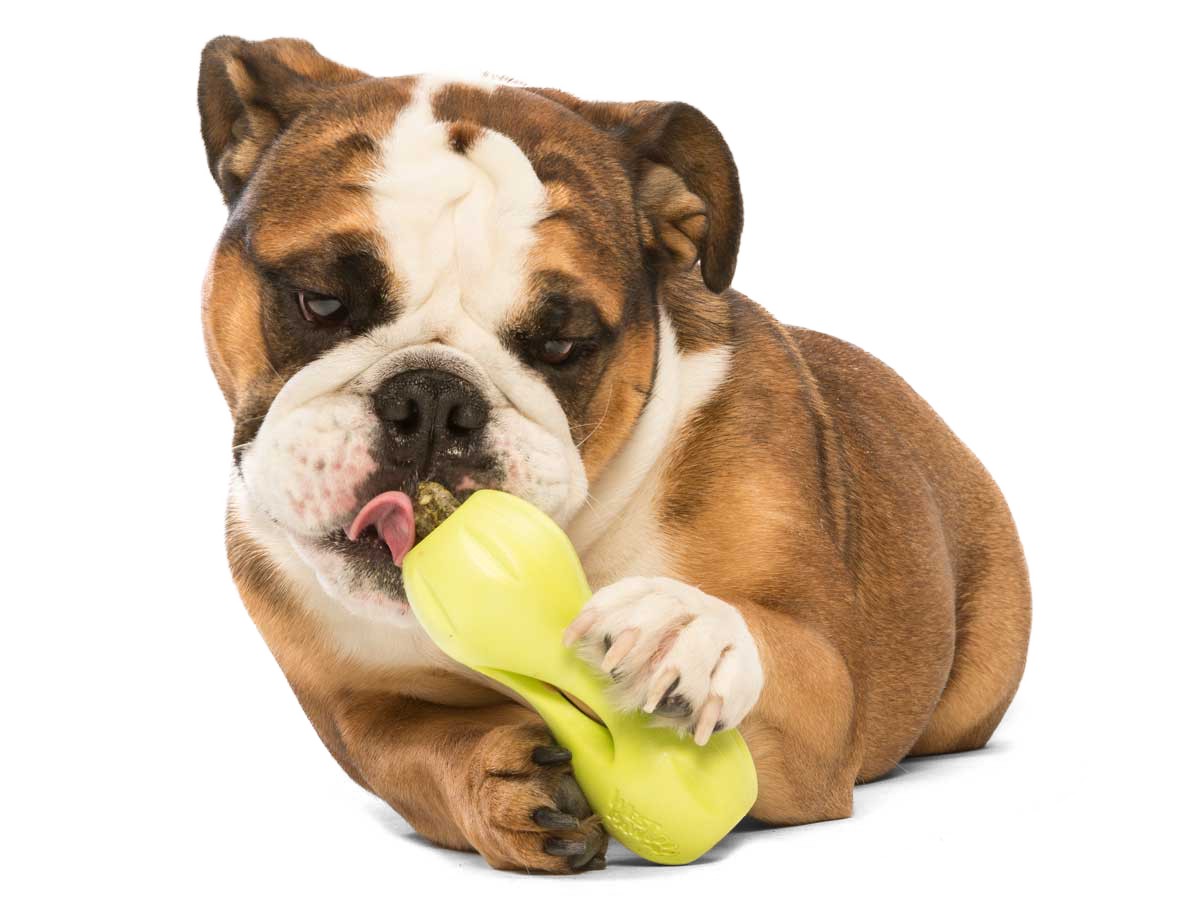 West Paw Qwizl Treat Dispensing Dog Chew Toy