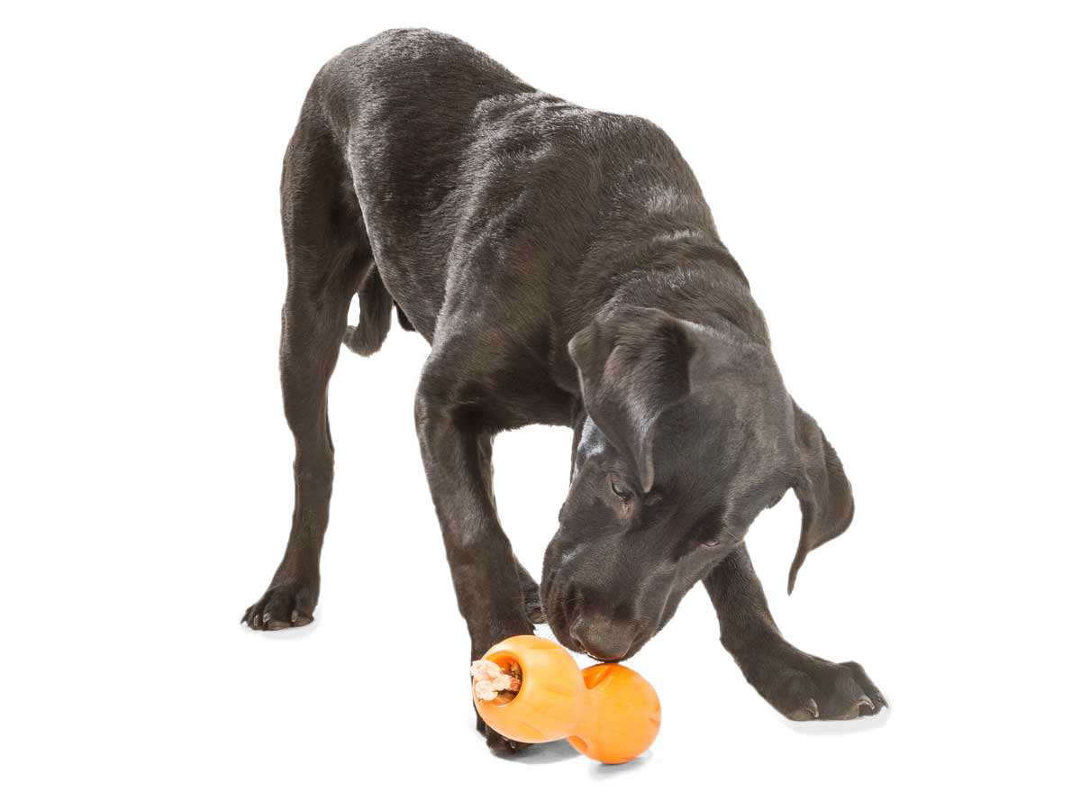 West Paw Qwizl Treat Dispensing Dog Chew Toy