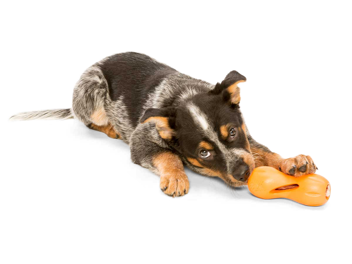 West Paw Qwizl Treat Dispensing Dog Chew Toy