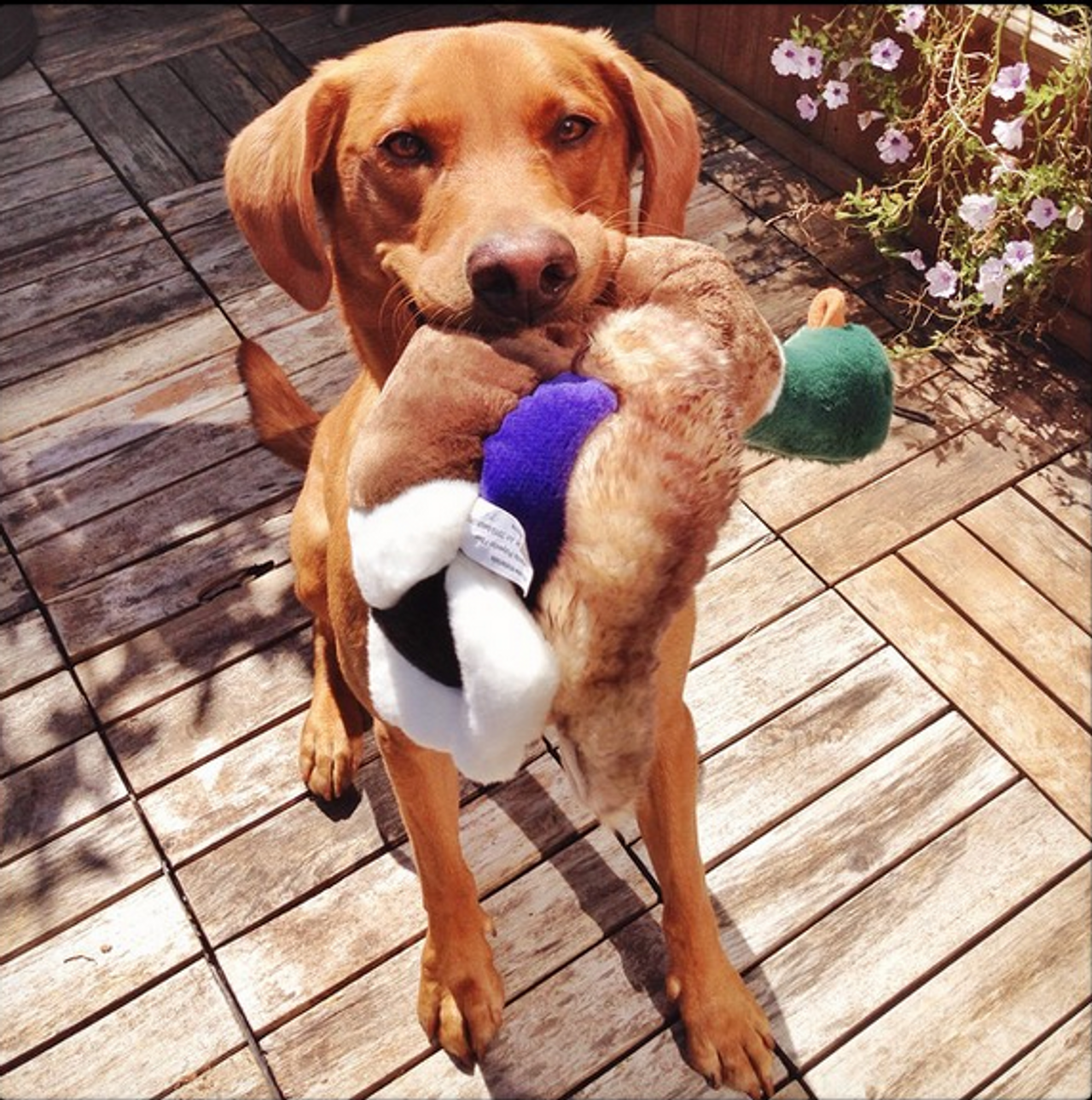 Fluff & Tuff "Wally" - Mallard Plush Dog Toy