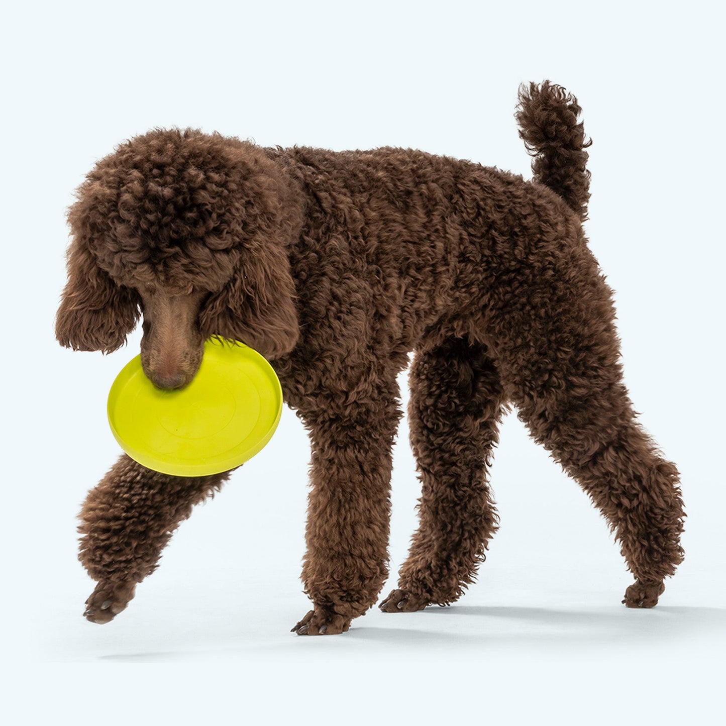 West Paw Zisc Flying Disc Dog Toy