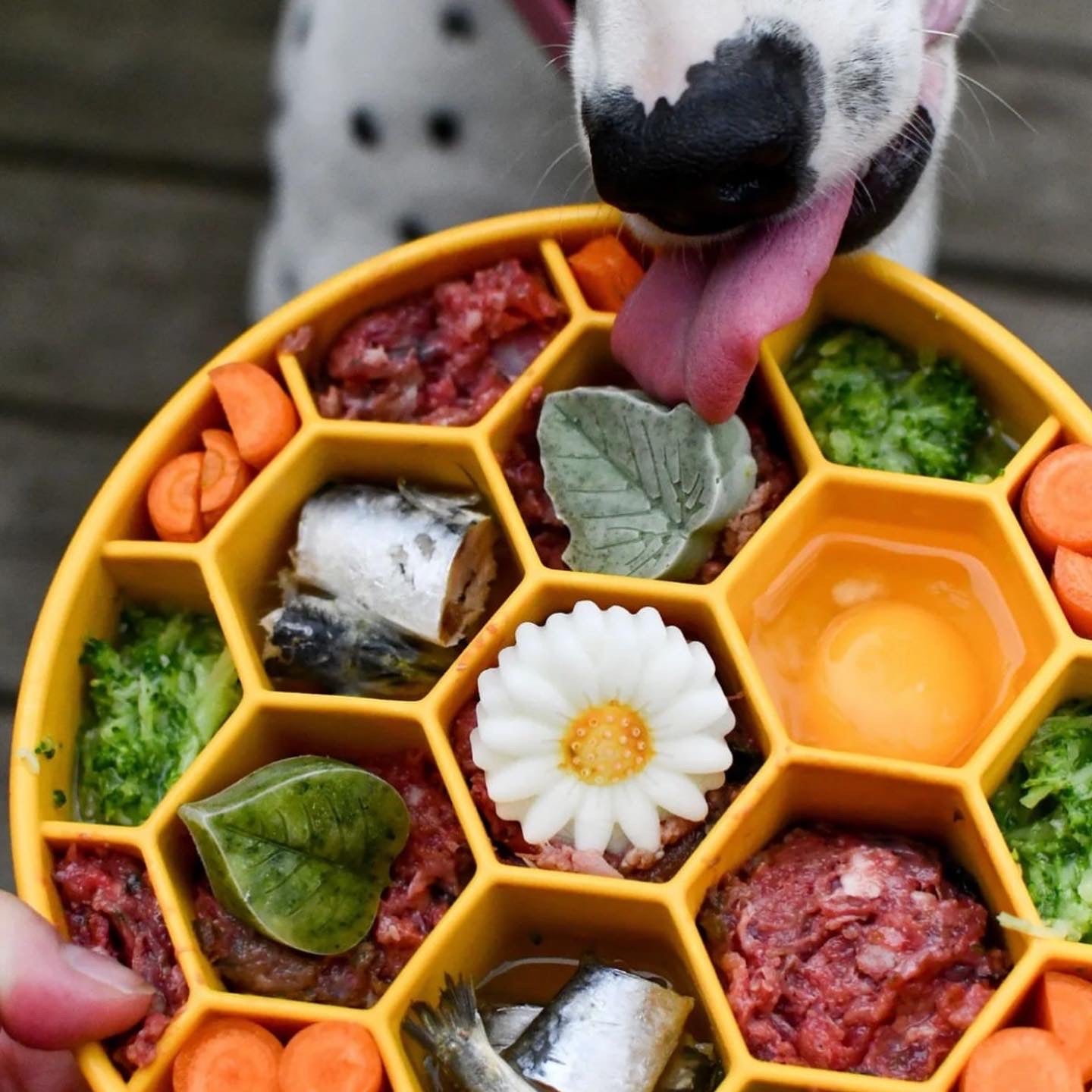 SodaPup Slow Feeder Bowl, Honeycomb