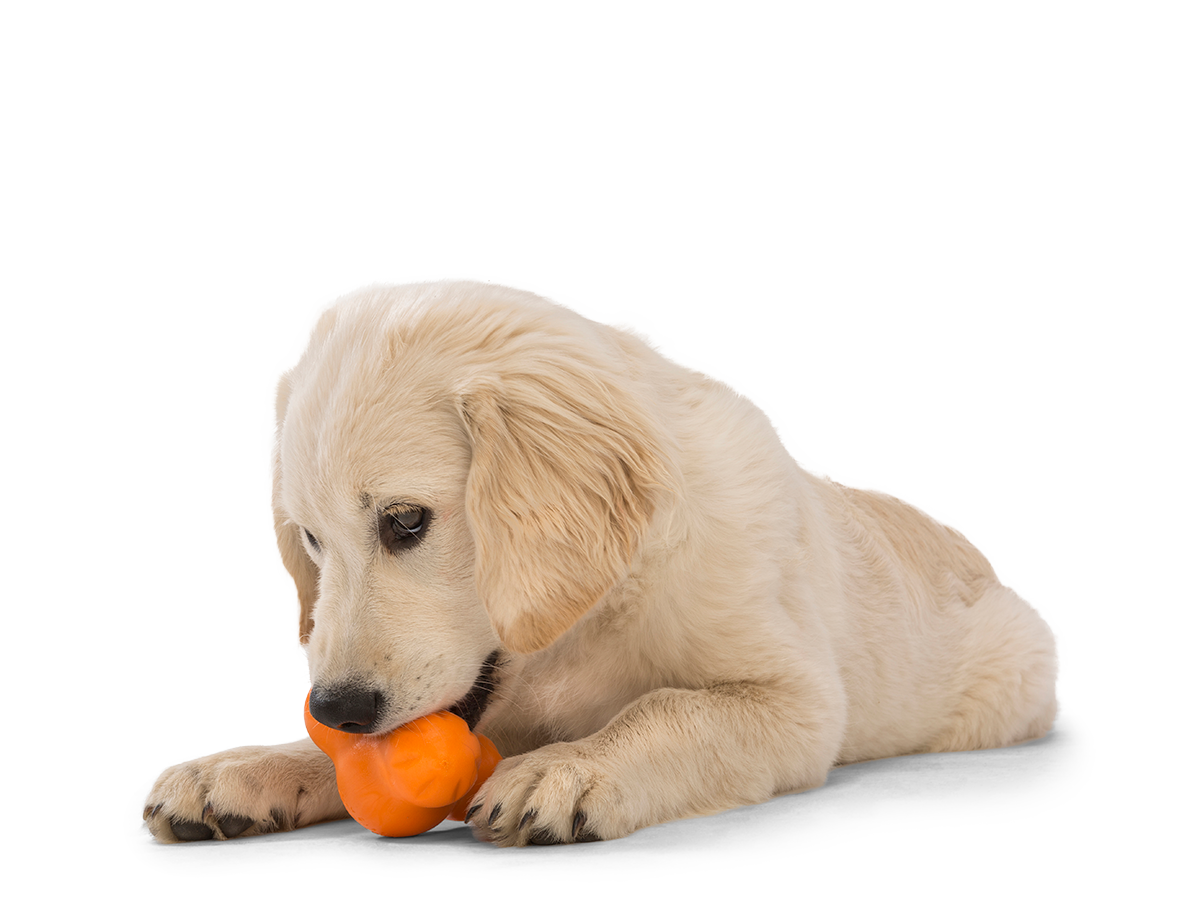 West Paw Tux Puzzle Treat-Dispensing Dog Toy
